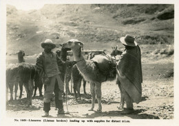 Delcampe - Peru Llamas Herders Loading Supplies For Mines B36327 - Perú