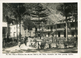 Delcampe - Peru Plaza At Matucan Palms Eucalyptus Pines B36328 - Perú