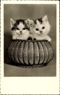 Delcampe - CPA Zwei Junge Katzen In Einem Korb, Amag 70681 - Otros & Sin Clasificación