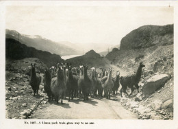 Delcampe - Peru Llama Pack Train In Andes B36331 - Perú