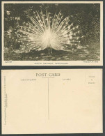 Delcampe - White Peacock Bird Feather Display Whipsnade Zoo Photo By F.W. Bond Old Postcard - Otros & Sin Clasificación