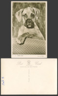 Delcampe - Boxer Puppy Dog Pet Animal Old Postcard Real Photo By Guy Withers, Mason's Alpha - Perros