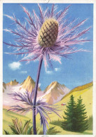 Delcampe - CPSM LA FLORE DE MONTAGNE - Eryngium Alpinum - Panicaut Des Alpes (Chardon Bleu)   L4798 - Blumen
