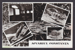 Delcampe - ROMANIA, Vintage Postcard, Constanța Aquarium - Rumänien