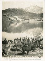 Delcampe - Peru Yanasinga Mountain Morococha Lake Llamas B36343 - Perú