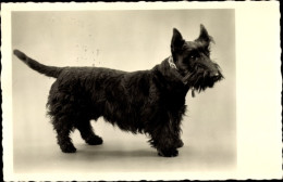 Delcampe - CPA Terrier, Tier-Portrait, Hund-Portrait - Otros & Sin Clasificación