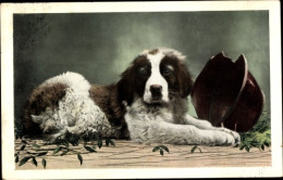 Delcampe - CPA Hund, Tier-Portrait - Otros & Sin Clasificación