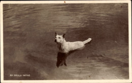 Delcampe - CPA Hund Im Wasser, See - Otros & Sin Clasificación