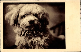 Delcampe - CPA Hund-Portrait, Tier-Portrait - Otros & Sin Clasificación