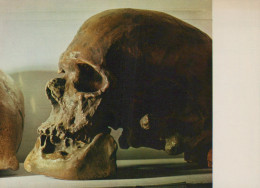 Delcampe - France Les Eyzies Musée De Préhistoire Crâne Cro Magnon Unposted #SCC554 - Les Eyzies