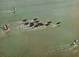 Delcampe - France Camargue Provence Gardians Et Manade De Taureaux Traversant Étang #SCC474 - Otros & Sin Clasificación