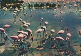 Delcampe - France Camargue Flamants Roses Nature Unposted #SCC472 - Otros & Sin Clasificación