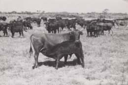 Delcampe - France Camargue Vaches Veau Paysage #SCC463 - Vacas