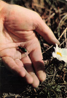 Delcampe - CPSM LES PHOTOGRAPHIES ALBERT MONIER - Le Carabe Dans L'inconnu D'un Autre Univers - Insecte   L4798 - Monier