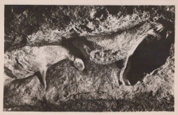 Delcampe - France Les Eyzies Abri Du Cap Blanc Bas Reliefs Chevaux Unposted #SCC963 - Les Eyzies