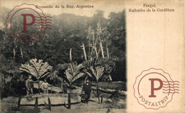 Delcampe - ARGENTINA.  PANGUI RUIBARBO DE LA CORDILLERA - Argentinien