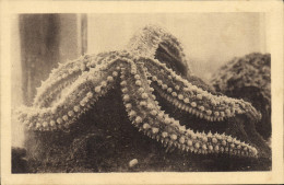 Delcampe - CPA Station Oceanographique De Salammbo Etoile De Mer - Otros & Sin Clasificación