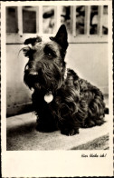 Delcampe - CPA Hier Bleibe Ich, Terrier, Hundeportrait - Otros & Sin Clasificación