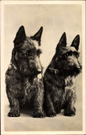 Delcampe - CPA Hundeportrait, Zwei Terrier, Sitzend - Otros & Sin Clasificación
