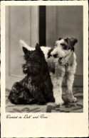 Delcampe - CPA Vereint In Lieb' Und Treu' Hundeportrait, Zwei Terrier - Otros & Sin Clasificación