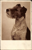 Delcampe - CPA Hundeportrait, Terrier - Otros & Sin Clasificación