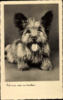 Delcampe - CPA Gib Mir Was Zu Trinken, Hundeportrait, Terrier - Otros & Sin Clasificación