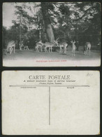 Delcampe - ANTELOPE - Old Postcard Cervicapra (Inde) Zoo Animals - Otros & Sin Clasificación