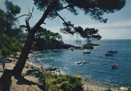 Delcampe - France Saint Raphael Paysage Côtier Pinède Plage Bateaux Côte D Azur #SCD532 - Saint-Raphaël