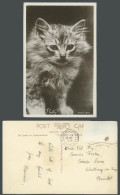 Delcampe - Fluffy, Cat Kitten, Pet Animal 1936 Old Real Photo Postcard W. & K. 1591 - Gatos
