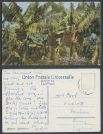 Delcampe - Portugal Old Colour Postcard Madeira Bananeiras, Banana Trees Bananas Plantation - Non Classés