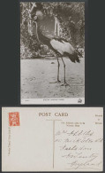 Delcampe - Sudan Times H20 Golden Crested Crane Bird African Animal Old Real Photo Postcard - Non Classés