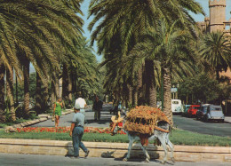 Delcampe - ESPAÑA Palma De Mallorca Paseo Sagrera Palmeras Burro Unposted #SCE987 - Palma De Mallorca