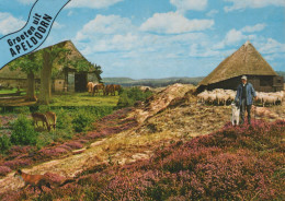Delcampe - Nederland Apeldoorn Herder Met Schapen En Heide Schaapskooi Unposted #SCE924 - Apeldoorn