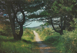 Delcampe - Nederland Ameland Duinlandschap Met Pad En Pijnbomen Verzonden #SCE904 - Ameland