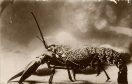 Delcampe - CPA Station Oceanographique De Salammbo Homard - Otros & Sin Clasificación