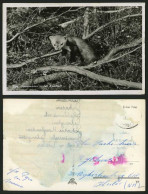 Delcampe - FERRET Boommarter In Het Eperholt 1959 Postcard Animals - Otros & Sin Clasificación