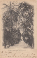 Delcampe - CPA ALGÉRIE - Alger : Jardin D'essai, Allée Des Palmiers - Phot. Leroux - Écrite - Algerien