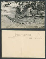 Delcampe - Malaya Malay Crocodile Crocodiles Alligator Alligators Old Real Photo Postcard - Otros & Sin Clasificación