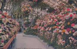 Delcampe - USA Chicago Lincoln Park Conservatory Chrysanthemum Flowers #SCF489 - Chicago
