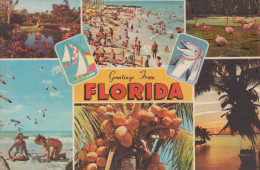 Delcampe - USA Florida Diverse Tourist Attractions Beach Wildlife Collage #SCF278 - Jacksonville
