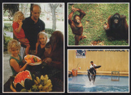 Delcampe - Singapore Singapore Zoological Garden Orangutans Seal Show Unposted #SCF195 - Singapur