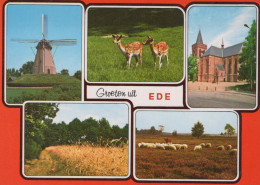 Delcampe - Nederland Ede Gelderland Molen Reeën Kerk En Schapen Met Prijsnotitie #SCF171 - Ede