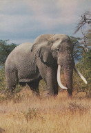 Delcampe - Nederland Onbekend Afrika Grote Olifant In Natuurlijke Habitat #SCF976 - Elefanten
