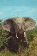 Delcampe - Africa Italia Elefante Africano Con Uccelli In Un Paesaggio Naturale #SCF977 - Elefanten
