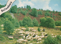 Delcampe - Nederland Hellendoorn Heidelandschap Schapen Herder Verstuurd #SCF648 - Hellendoorn