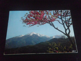 Delcampe - HAUTE CORSE - CORTE - Monte Rotondo - 20.096.90 - Corte