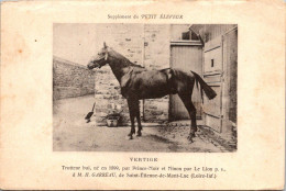 Delcampe - (17/08/26) 44-CPA SAINT ETIENNE DE MONTLUC - CHEVAL VERTIGE - TROTTEUR BAI - Saint Etienne De Montluc