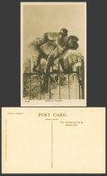 Delcampe - Gibraltar Monkey Animals Old Real Photo Postcard Rock Monkeys Apes Mother & Baby - Gibraltar