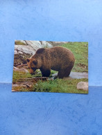 Delcampe - Orso Bruno-fg - Beren