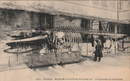 Delcampe - 5è ARROND.        MUSEUM D'HISTOIRE NATURELLE.   LE SQUELETTE DE LA BALEINE.            ETAT - Paris (05)